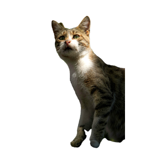 A Curious Cat Enjoys A Sunny Day In A Lush Outdoor Garden Setting. 15791 - Cat PNG image with transparent background